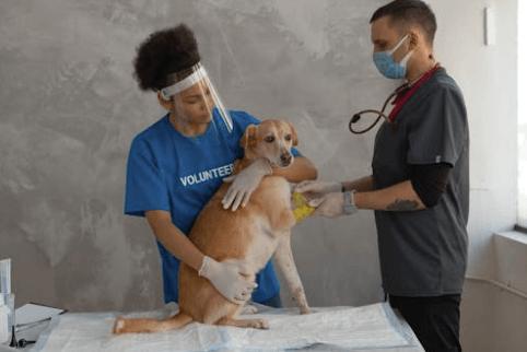 Building an Emergency Pet Fund for Unexpected Vet Bills